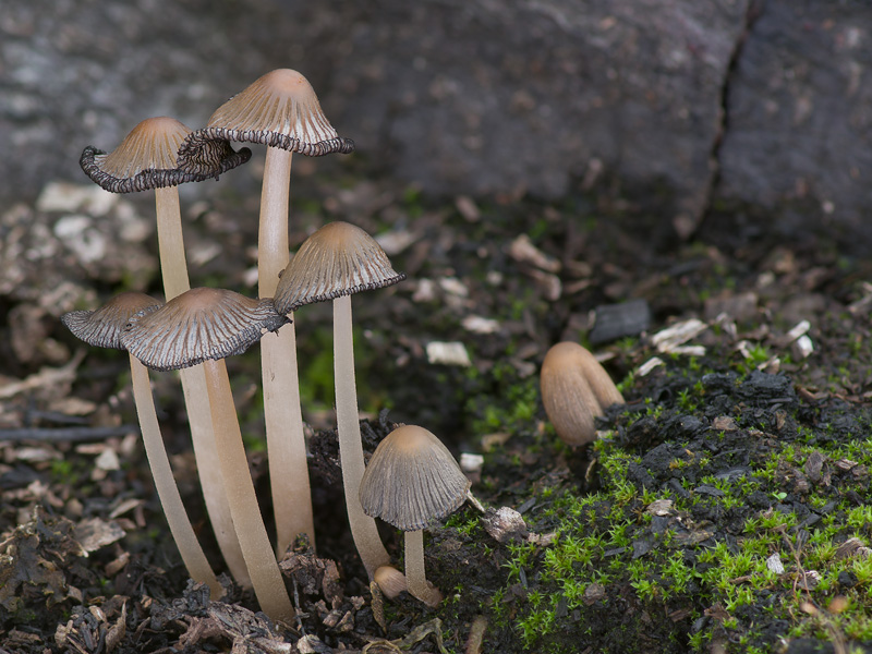 Coprinellus angulatus